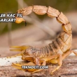 Akrepler Kaç Yıl Yaşarlar?